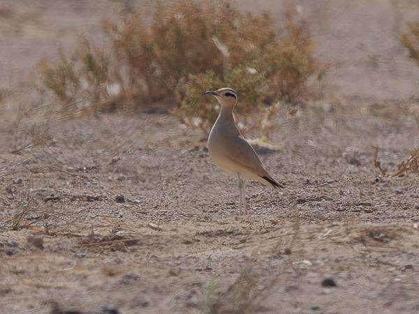 <h3>Cursorius cursor / Cream‑colored courser / Renvogel</h3>OM-1 Mark II with OLYMPUS M.150-400mm F4.5, 1/2500 sec at F5.0, ISO 200, distance 65.0 m